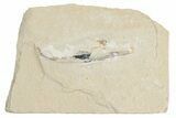 Cretaceous Fossil Squid with Ink Sac - Hjoula, Lebanon #201362-1